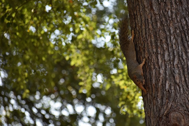 接下来的比 接下来的比