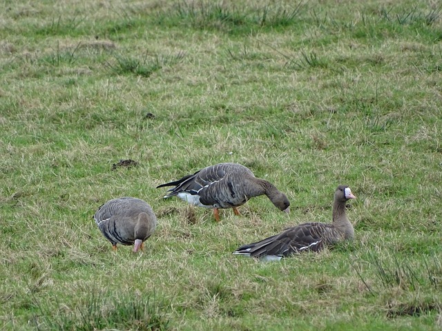科雷亚这两 科雷亚这两